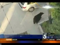 urs pe strada, California