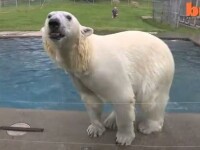 Urs polar