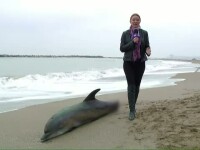 Delfin mort pe plaja