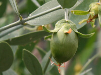 Jojoba