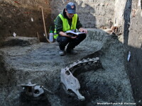 Fragmente din scheletul unui ANIMAL de talie marie au fost descoperite la Timisoara: