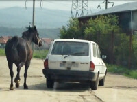 Cal legat cu lantul si tras dupa masina. Imagini primite de la un utilizator www.StirileProTV.ro