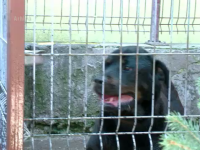 O femeie si fiica ei au fost atacate de un rottweiler, in scara blocului. Filmul unei intamplari care le-a speriat de moarte