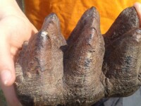 Un copil de 9 ani a descoperit dintele unei creaturi preistorice. FOTO