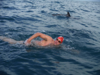 Amenintat de un rechin, un inotator e protejat de delfini in largul oceanului. VIDEO