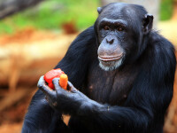 cimpanzeu getty
