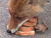Vulpea care isi face un sandvis. Imaginile filmate de o echipa de reporteri la Cernobil au devenit virale