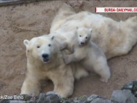Imagini induiosatoare cu un ursulet polar care incearca prin orice mijloc sa ii atraga atentia mamei sale. VIDEO