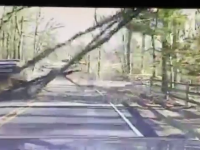copac cazut