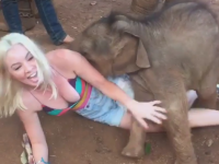 Elefantul care ii intampina cu multa dragoste pe toti turistii. Imaginile care l-au transformat pe Nampuu intr-o vedeta