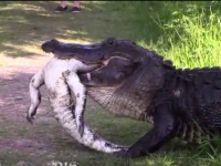doi aligatori se canibalizeaza