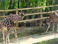 Dupa 6 luni de acomodare, cele 3 girafe de la gradina zoo din Targu Mures au iesit la plimbare. Vizitatorii s-au pozat cu ele