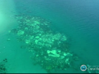 Fenomenul fatal care distruge Marea Bariera de Corali. Ce s-a intamplat cu 93% din recifele de corali din Australia