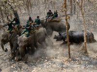 rinocer care ataca elefantii