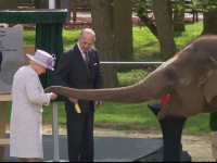 regina elisabeta elefant