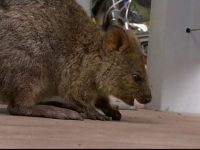 quokka, disparitie, animale, selfie