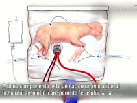 uter artificial