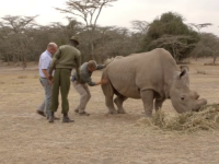 Un rinocer ramas ultimul din specia lui isi cauta partenera pe o aplicatie pentru intalniri: 