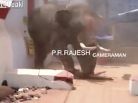 Un bărbat a fost ucis de un elefant scăpat de sub control, în timpul unui ritual, în India