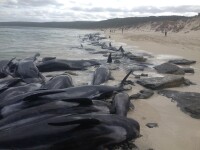 Sute de balene au eșuat în vestul Australiei