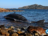 Balenă gestantă, eșuată pe o plajă. Descoperirea făcută în stomacul ei - 1