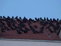 O asociație s-a apucat să numere ciorile din România. Vrea să afle unde fac probleme