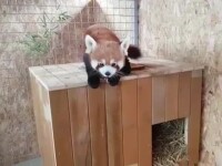 Primul exemplar de panda roșu din România. Are o cușcă de 100.000 de euro