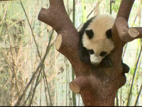 Motivul pentru care un panda uriaş refuză să se mişte. E păzit ca să nu cadă din copac