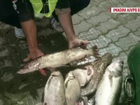Patru vâlceni au fost prinși cu jumătate de tonă de pește pescuit ilegal