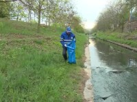 Sute de pești morți în pârâul care străbate Oradea. Cauzele nu sunt cunoscute