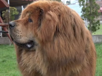Povestea lui „Boss”, cel mai frumos mastiff tibetan din lume. El trăiește în România