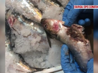 Pește în stare de putrefacţie în hipermarketurile din Constanța