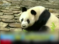 Nouă casă pentru un panda gigant, în vârstă de 20 de ani. Unde a ajuns Yuan Yuan