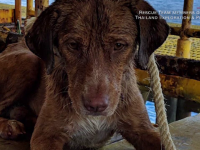 Câine salvat de pe mare