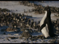 Pinguinul Steve, personajul unui documentar Disney despre schimbările climatice
