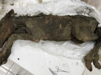 Descoperire unică în mumia veche de 42.000 a unui mânz. Explicația fenomenului