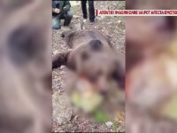 Gospodărie din Colți, Buzău, atacată de urs, după ce un alt animal a fost ucis