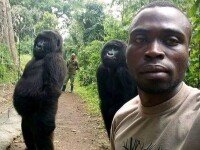 selfie gorile