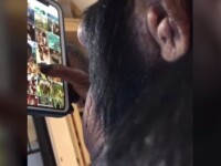 Cimpanzeul care adoră telefonul mobil. Ore întregi se uită pe Instagram. VIDEO