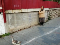 O bătrână din Botoșani a ieșit cu o rață la plimbare prin oraș. Cum a scăpat de amendă