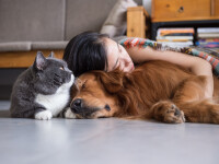 Studiu: Cât de predispuși sunt câinii și pisicile la infectarea cu coronavirus