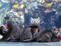 pisici acvariu