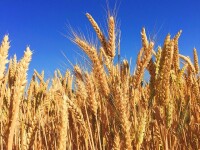 Pâinea s-a scumpit cu aproape 4%, dar România a exportat cereale de peste 1,3 miliarde de euro