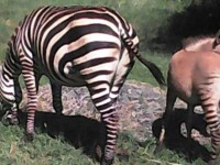Zonkey, animalul cu mamă zebră și tată măgar. Unde s-a născut acesta