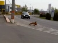 VIDEO. Vulpe prinsă la furat de găini în Baia Mare. Imagini inedite surprinse de poliție