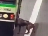 VIDEO. Un câine care s-a pierdut de stăpâna sa, salvat de șoferul unui autobuz pe o autostradă