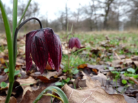 Floarea extrem de rară care a răsărit într-o pădure de lângă Bistrița. Oamenii au mers sute de km ca să o vadă