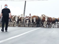 Fermierului care protestează în Maramureș cu cireada de vaci în stradă i s-a alăturat și un cioban, cu toată turma sa de oi