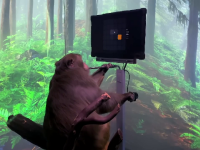 O maimuță care folosește un joystick, cea mai recentă reușită a Neuralink. Cum reușește