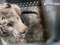 O pereche de tigri bengalezi, transferați din Argentina în SUA. Călătoria va dura 20 de ore